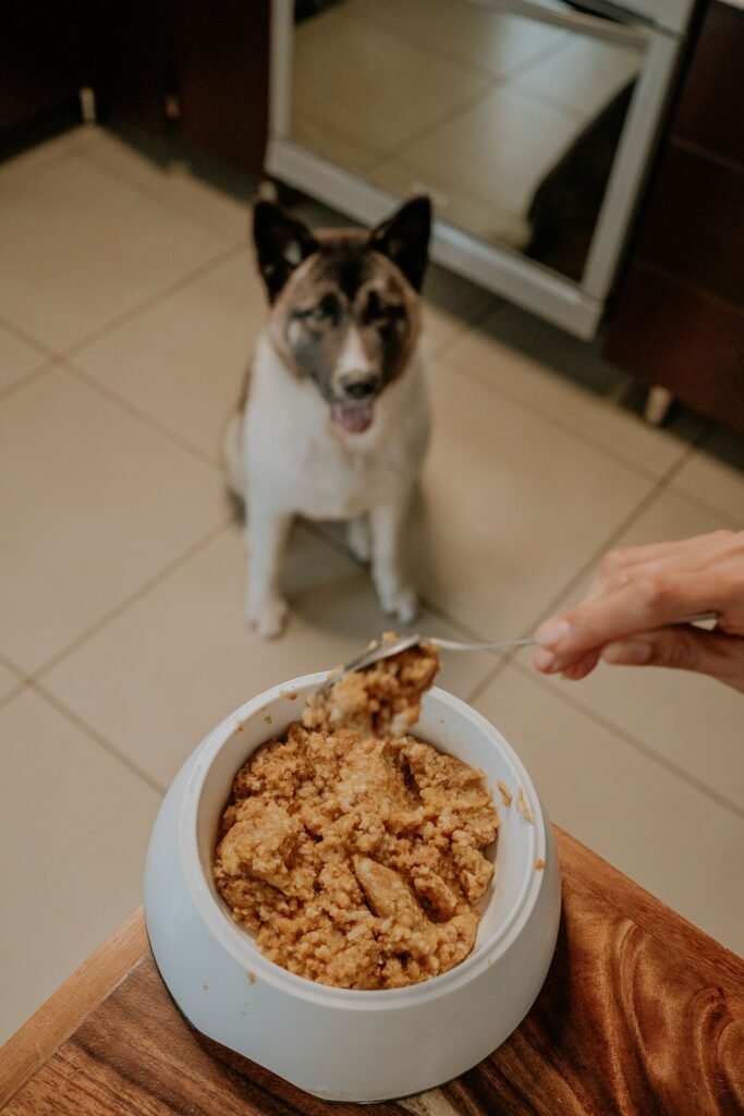 Tutor servindo porção de comida caseira com arroz na tigela do cachorro