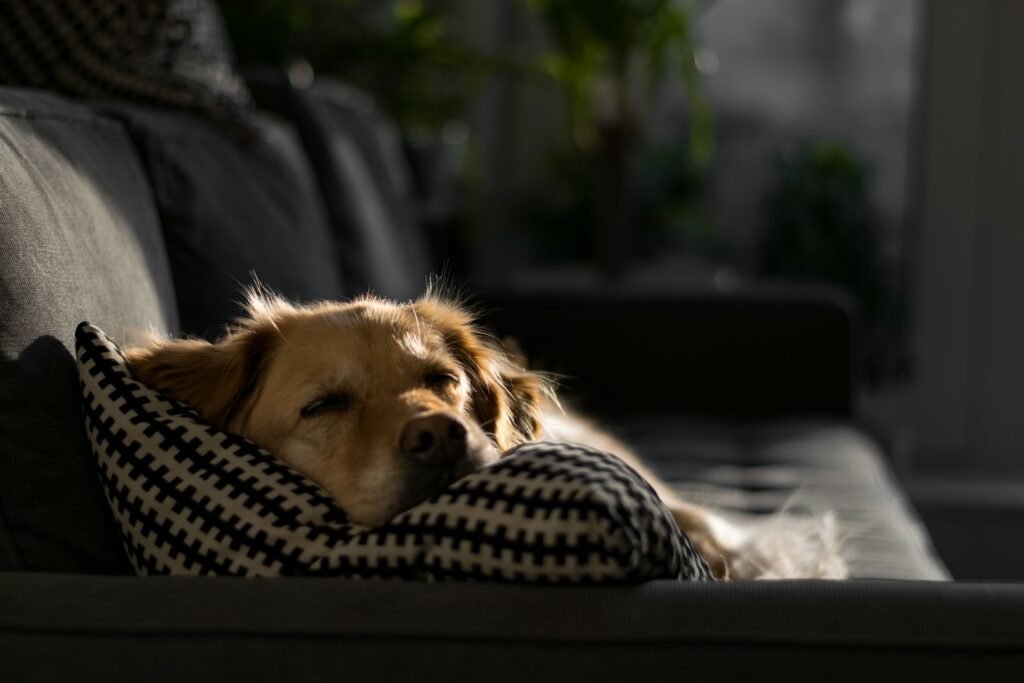 Cachorro dourado dormindo tranquilamente sobre almofada estampada, em ambiente iluminado