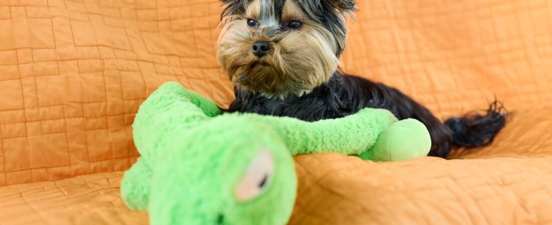 Por Que Cachorro Persegue o Próprio Rabo? Causas e Quando se Preocupar