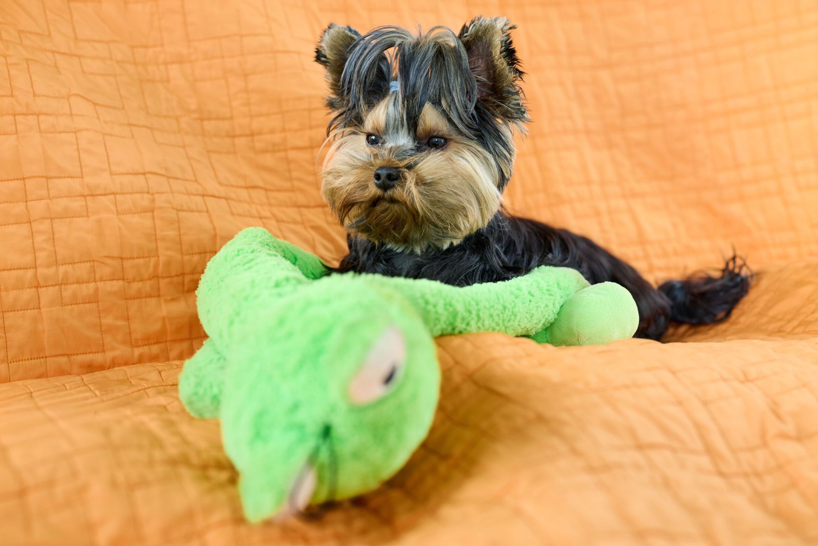 Por Que Cachorro Persegue o Próprio Rabo? Causas e Quando se Preocupar