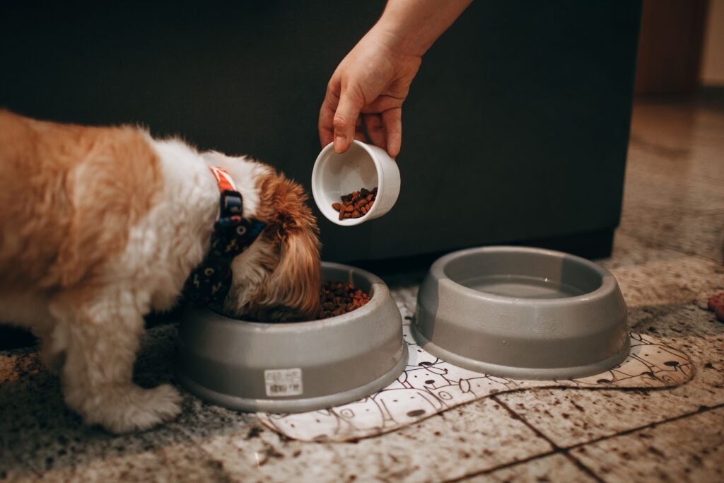 Cachorro comendo de tigela no chão da cozinha