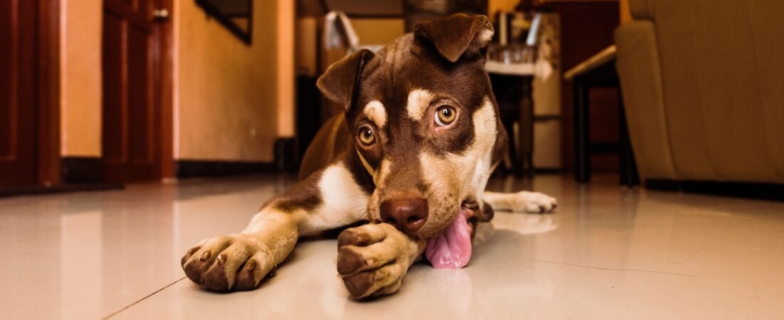 Por Que Cachorro Lambe as Patas? Causas e Quando se Preocupar