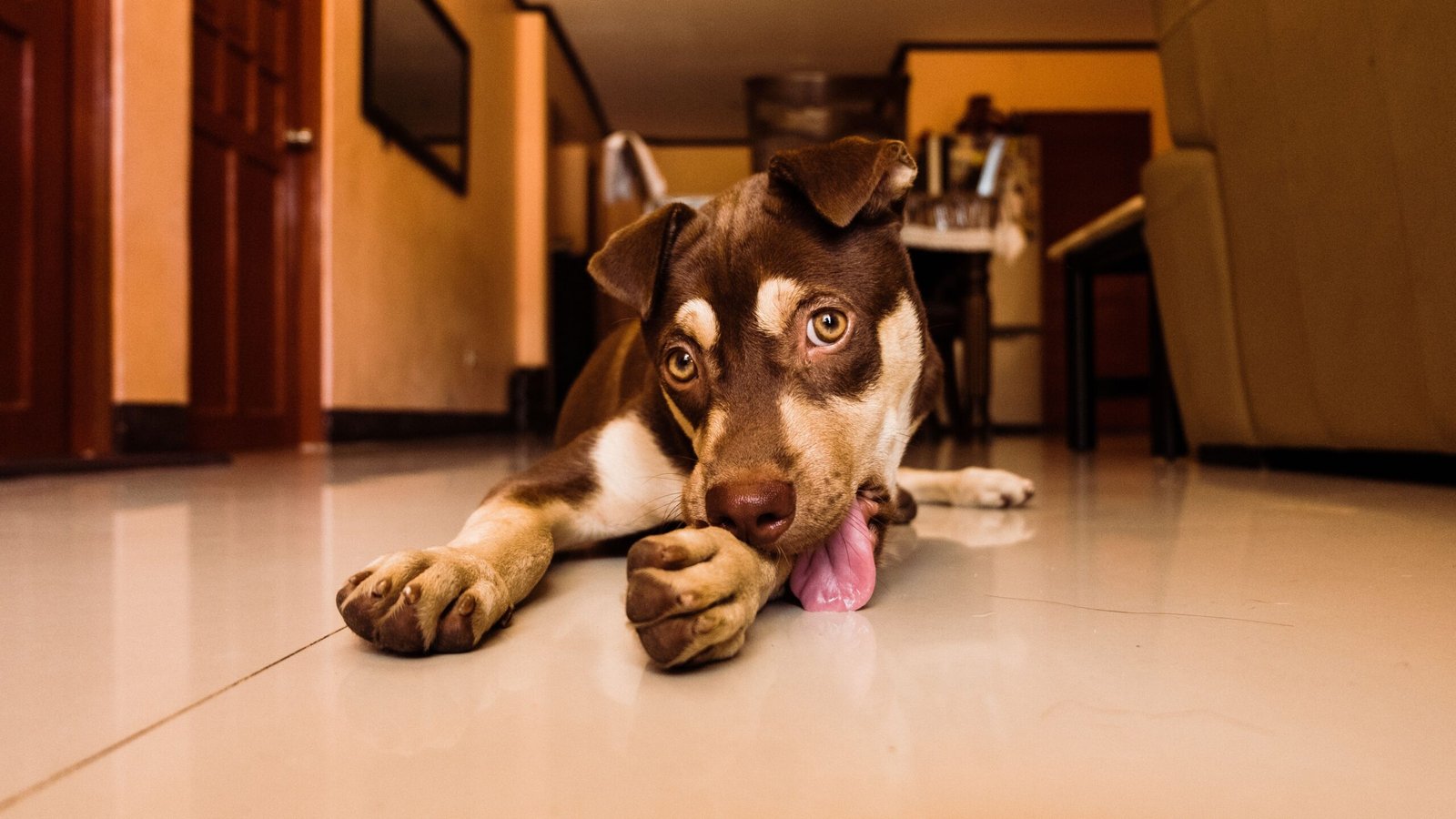 Por Que Cachorro Lambe as Patas? Causas e Quando se Preocupar