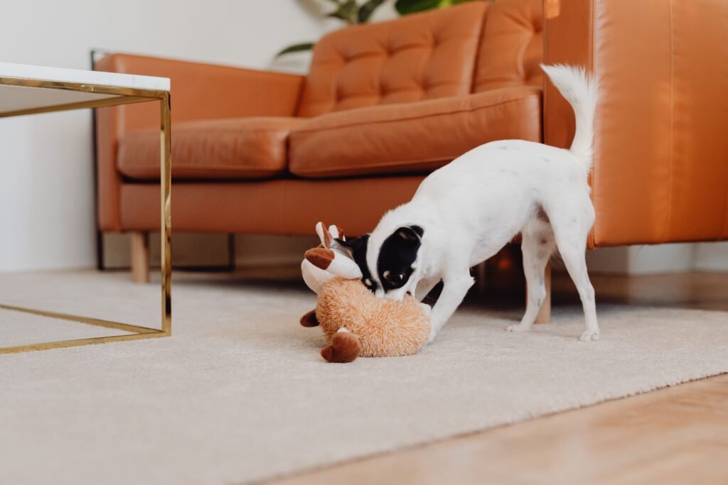 Cachorro fareja e brinca com um brinquedo de pelúcia no tapete da sala