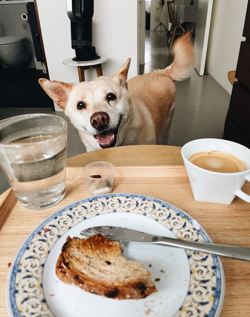 Cachorro pedindo comida perto da mesa durante o café da manhã
