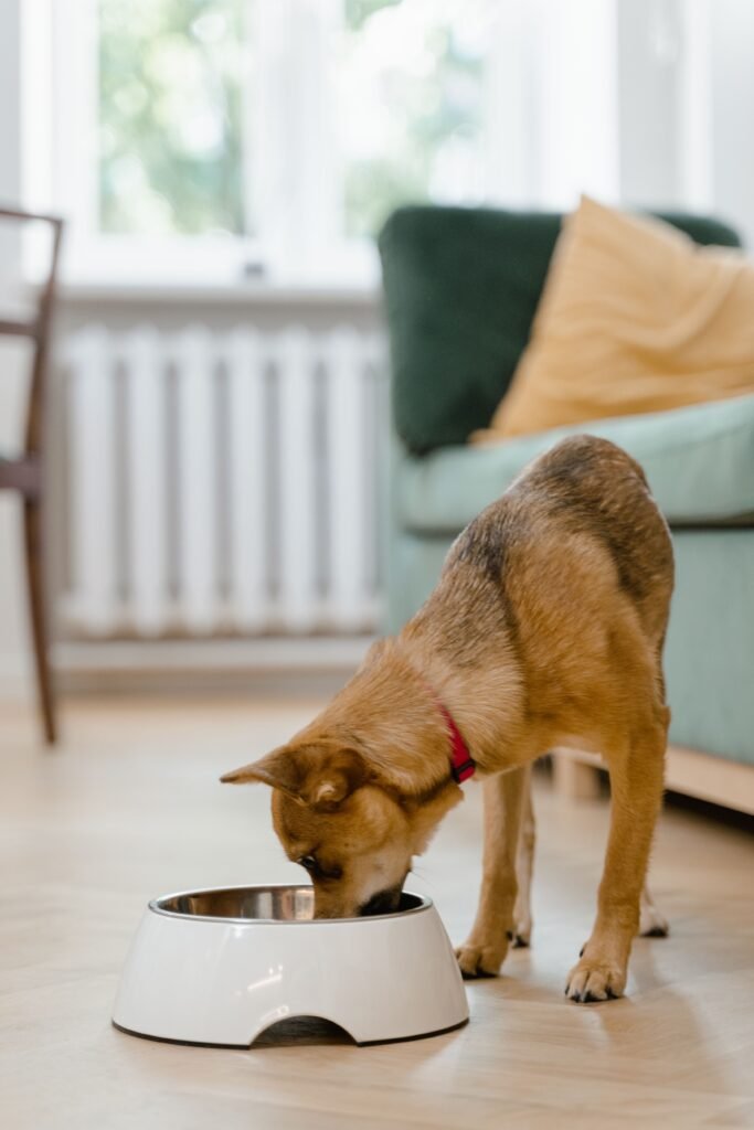 cachorro se alimentando em casa em porção pequena no pote