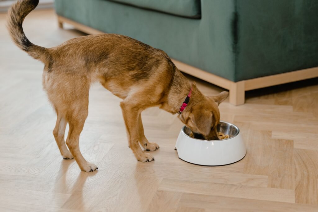 cachorro comendo ração em tigela branca no chão de casa