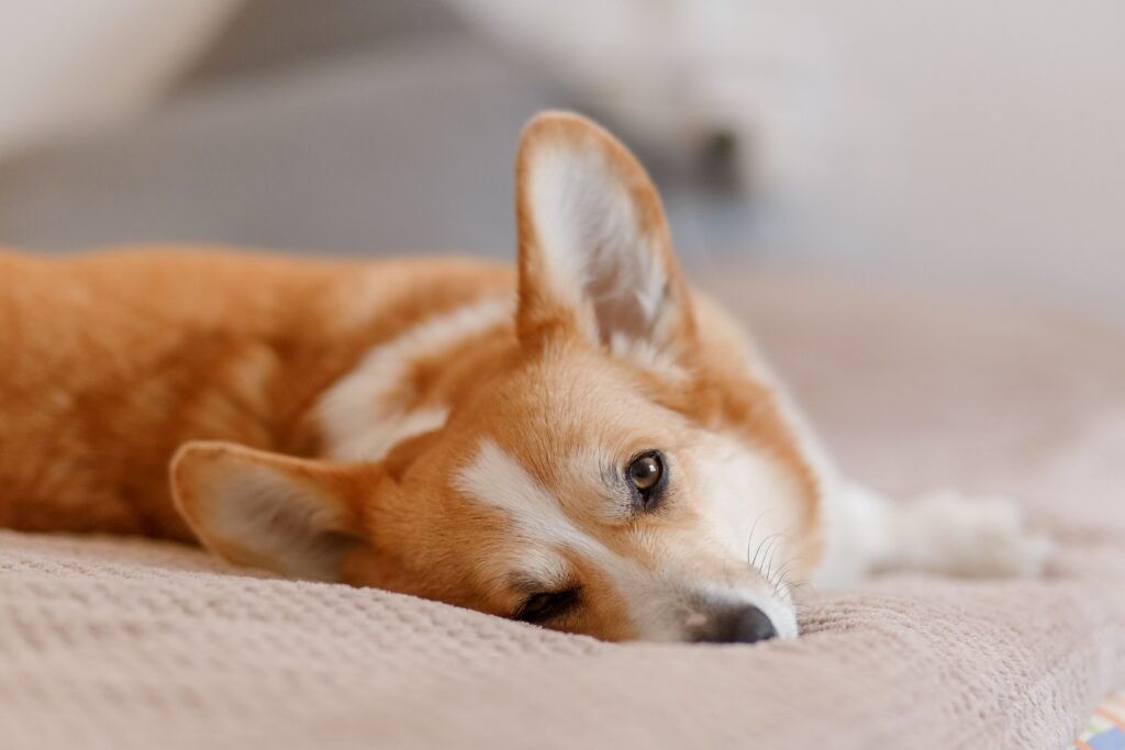 cachorro deitado tranquilo em casa