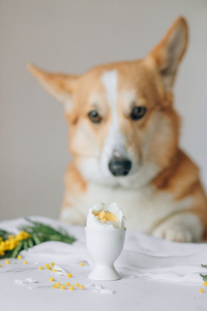 Cachorro esperando para comer ovo cozido servido em um prato