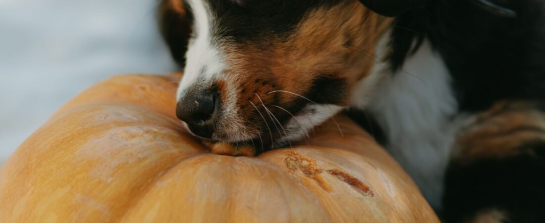 Cachorro Pode Comer Abóbora? Benefícios, Quantidade e Como Oferecer