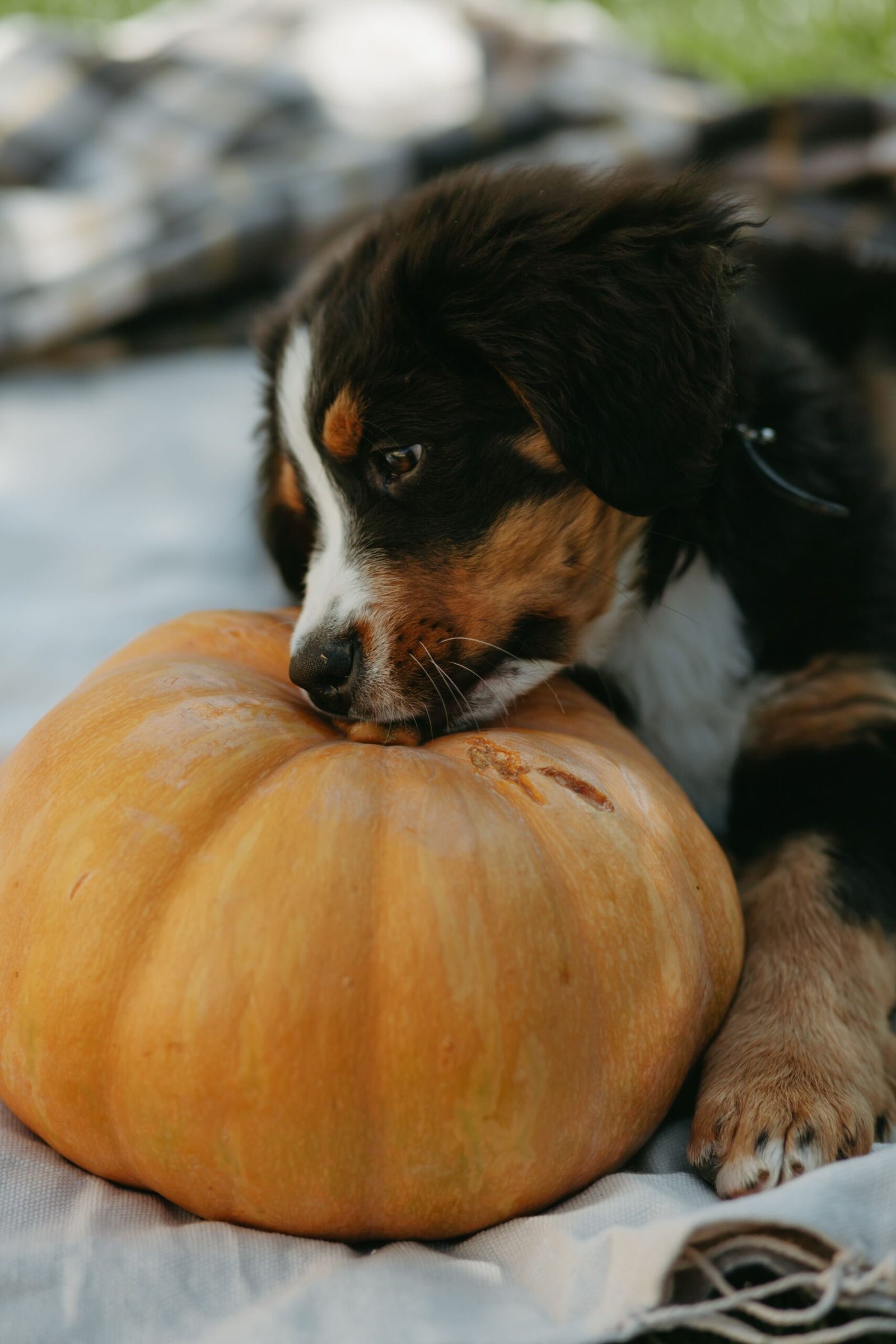 Cachorro Pode Comer Abóbora? Benefícios, Quantidade e Como Oferecer