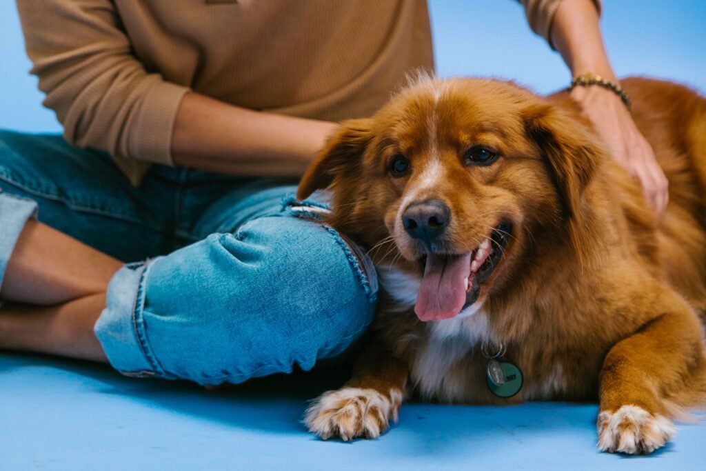 Cachorro descansando tranquilo após o passeio em dia quente