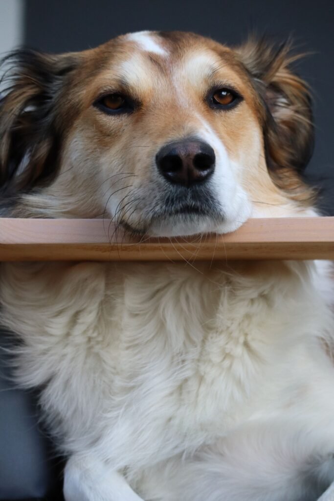 cachorro expressivo/atento