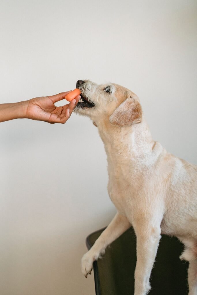 Cachorro de pelagem clara recebendo mini cenoura inteira da mão do tutor
