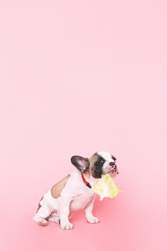 filhote de buldogue francês com folha de alface inteira na boca, fundo rosa