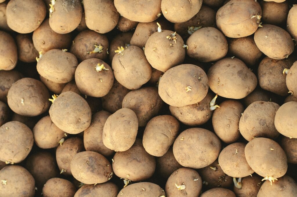 Batatas cruas com brotos, alimento perigoso para cães