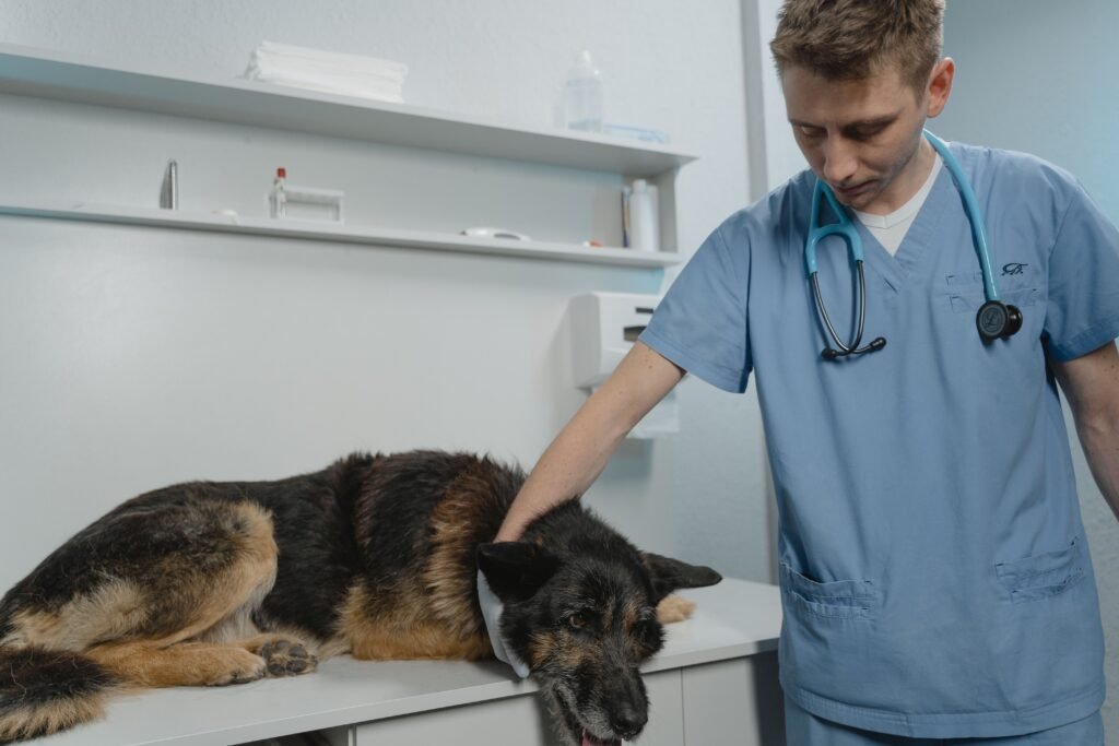 Veterinário examinando cachorro em mesa de exame na clínica veterinária