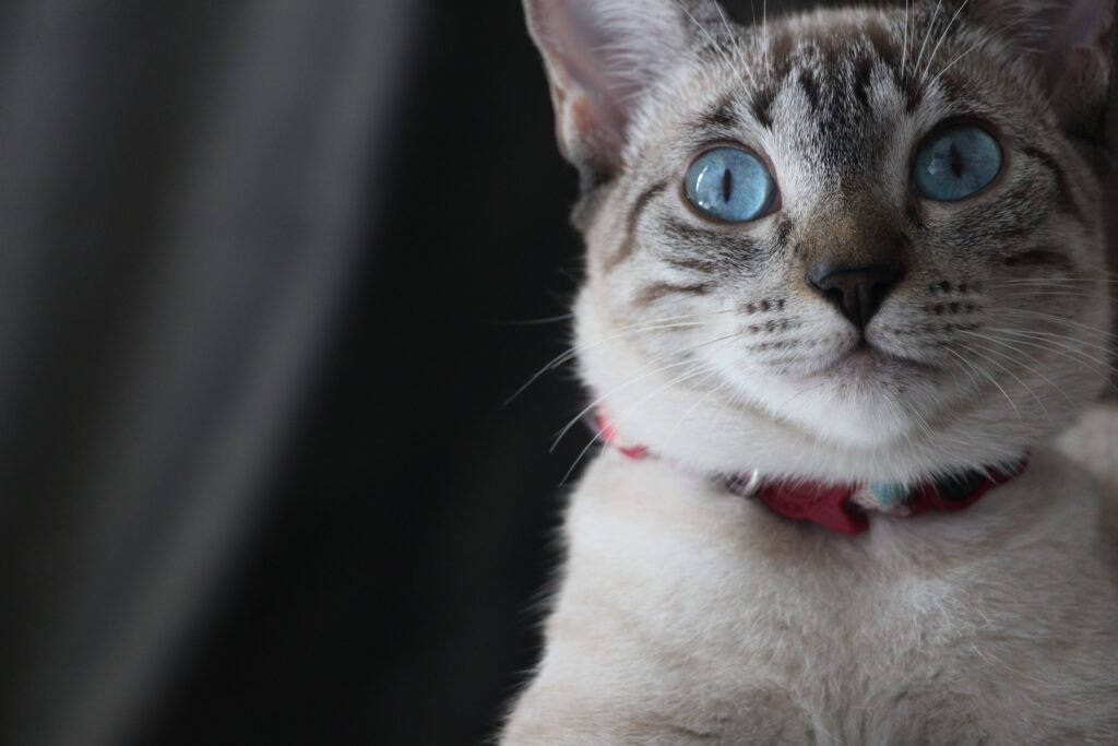 Gato olhando para câmera
