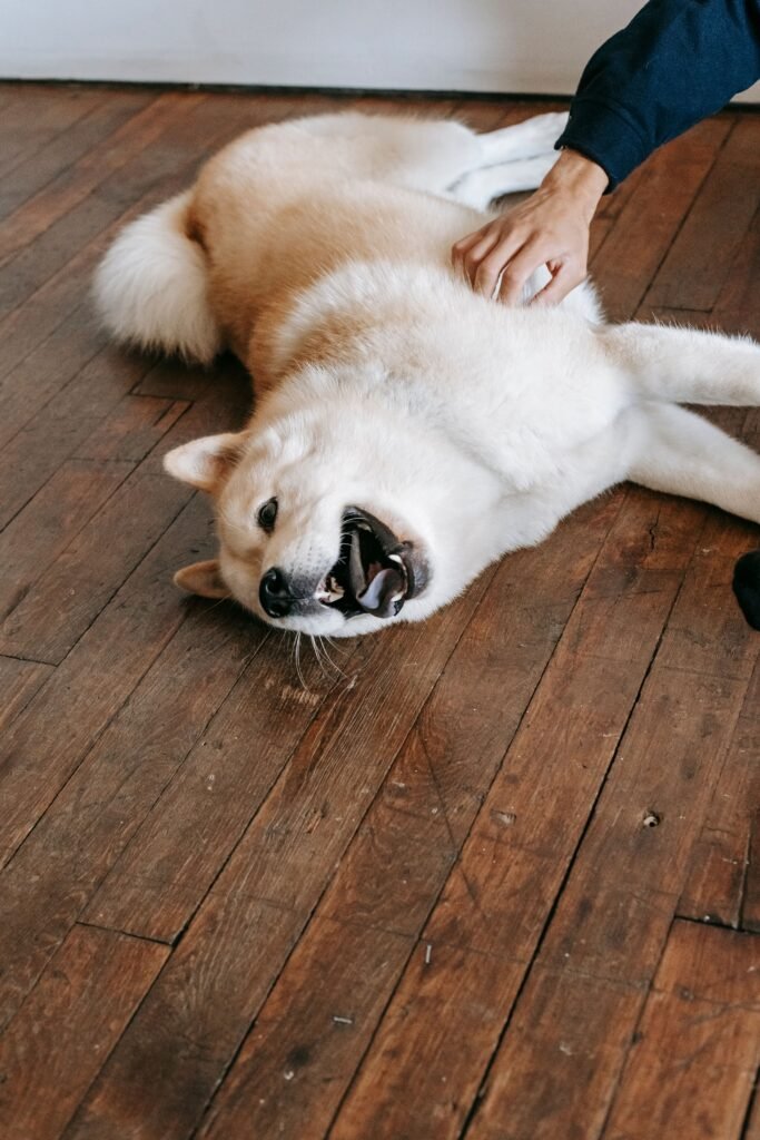 Dono agachado acariciando cachorro deitado no tapete da sala