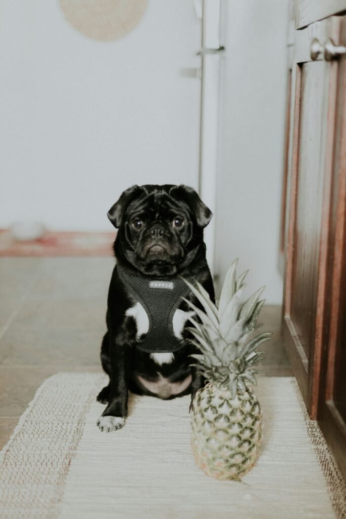 cachorro sentado ao lado de um abacaxi inteiro com casca dentro de casa