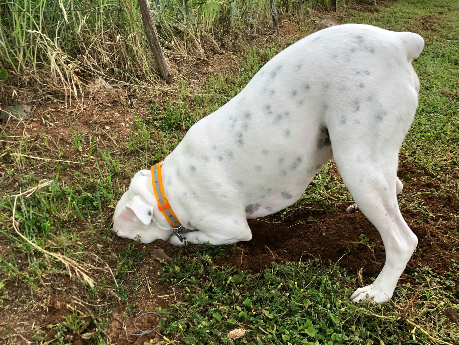 Por Que Cachorro Enterra as Coisas? Entenda Esse Comportamento
