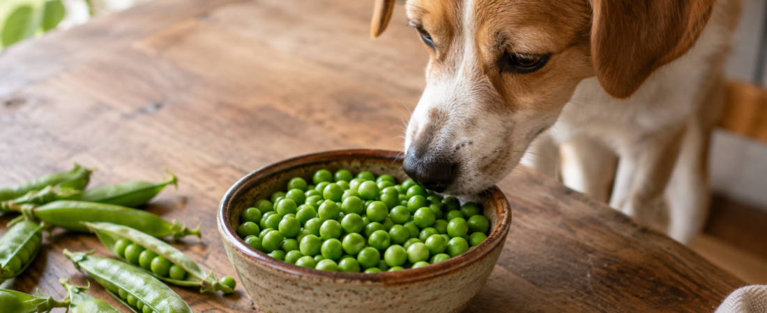 Cachorro Pode Comer Ervilha? Benefícios, Riscos e Como Oferecer
