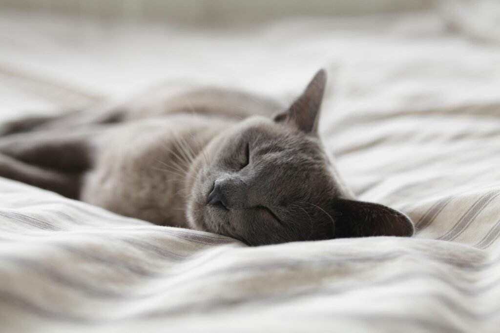  Gato deitado e relaxado sobre uma almofada macia
