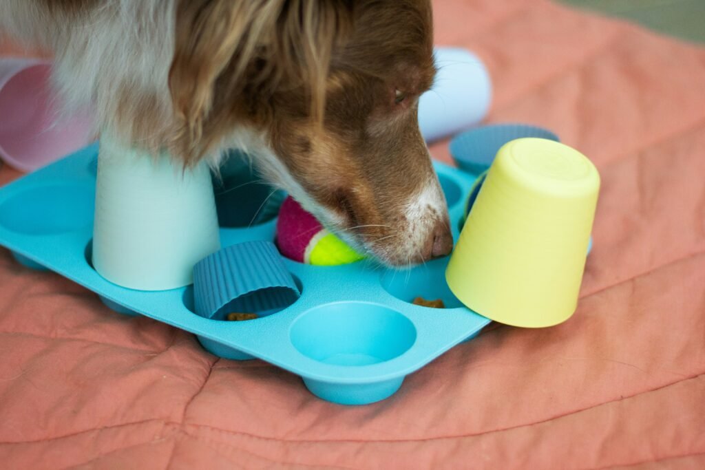 cachorro brincando sozinho com brinquedo interativo de fareja