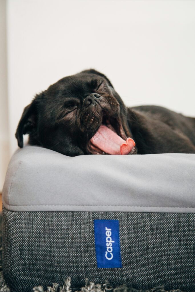 cachorro relaxado deitado na cama depois de se acomodar