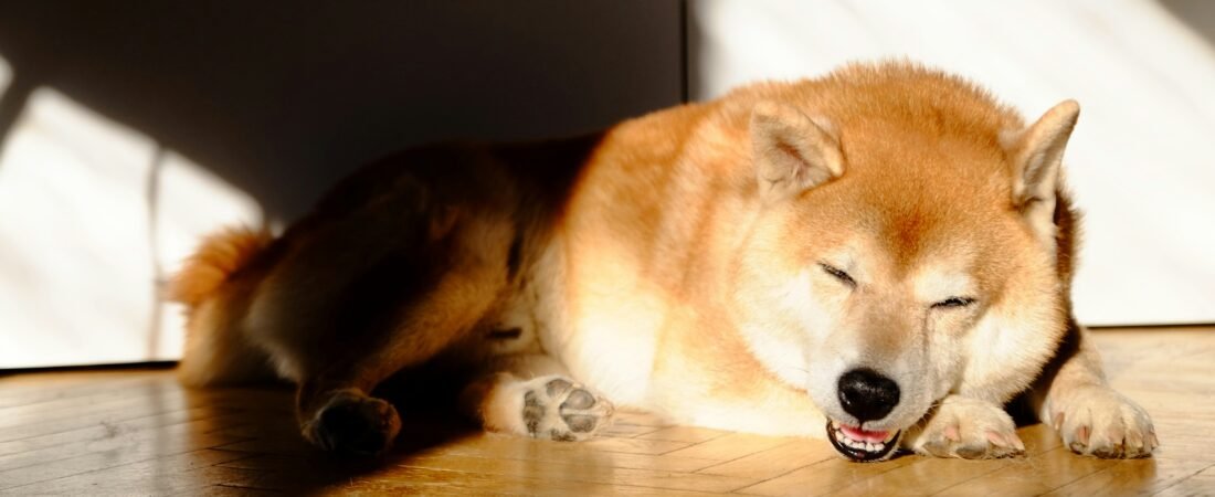 Por Que Cachorro Gosta de Ficar no Sol? Entenda Esse Comportamento