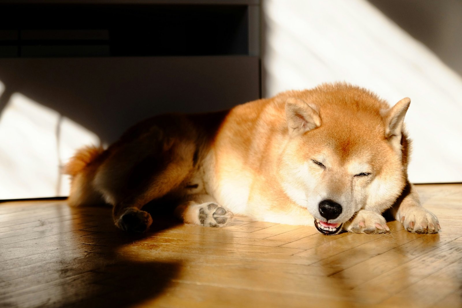 Por Que Cachorro Gosta de Ficar no Sol? Entenda Esse Comportamento
