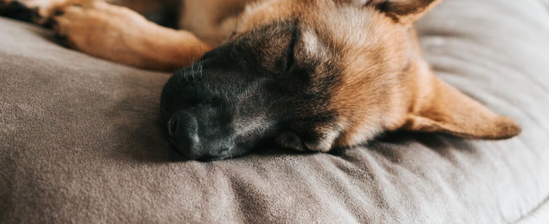 Por Que Cachorro Raspa a Cama Antes de Deitar? Entenda Esse Comportamento