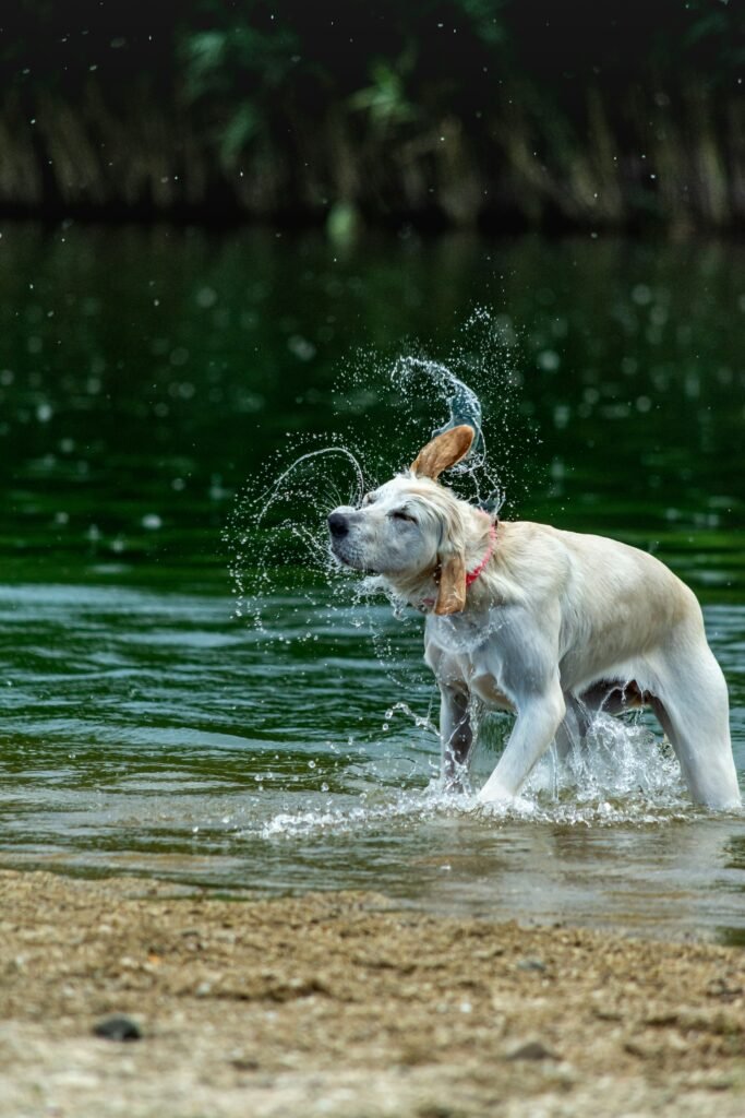 cachorro sacode a cabeça dentro da água, espalhando gotas ao redor