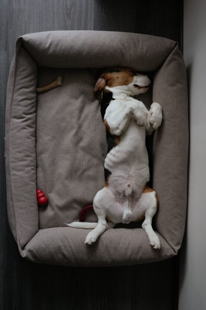 cachorro descansando em cama confortável e adequada ao seu tamanho