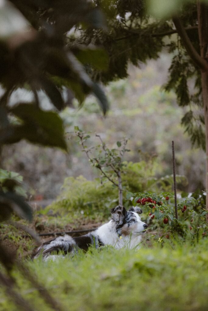 cachorro deitado na grama do jardim perto de planta com frutos vermelhos