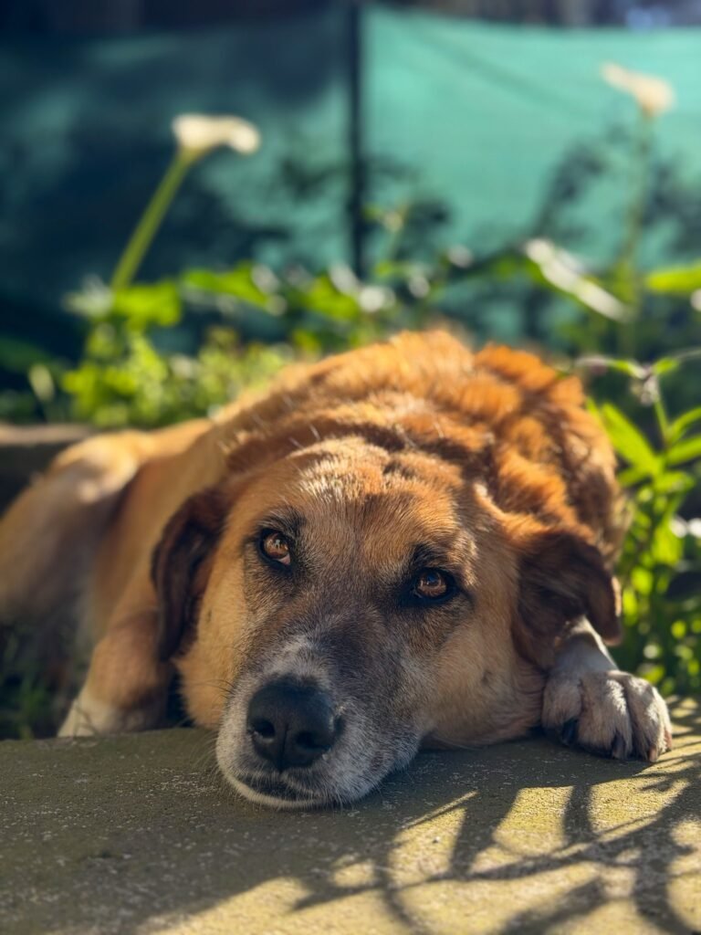 cachorro de pelagem curta descansando ao sol no quintal perto de uma sombra