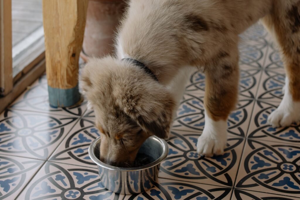 Cachorro comendo pequena porção de comida em comedouro próprio dentro de casa