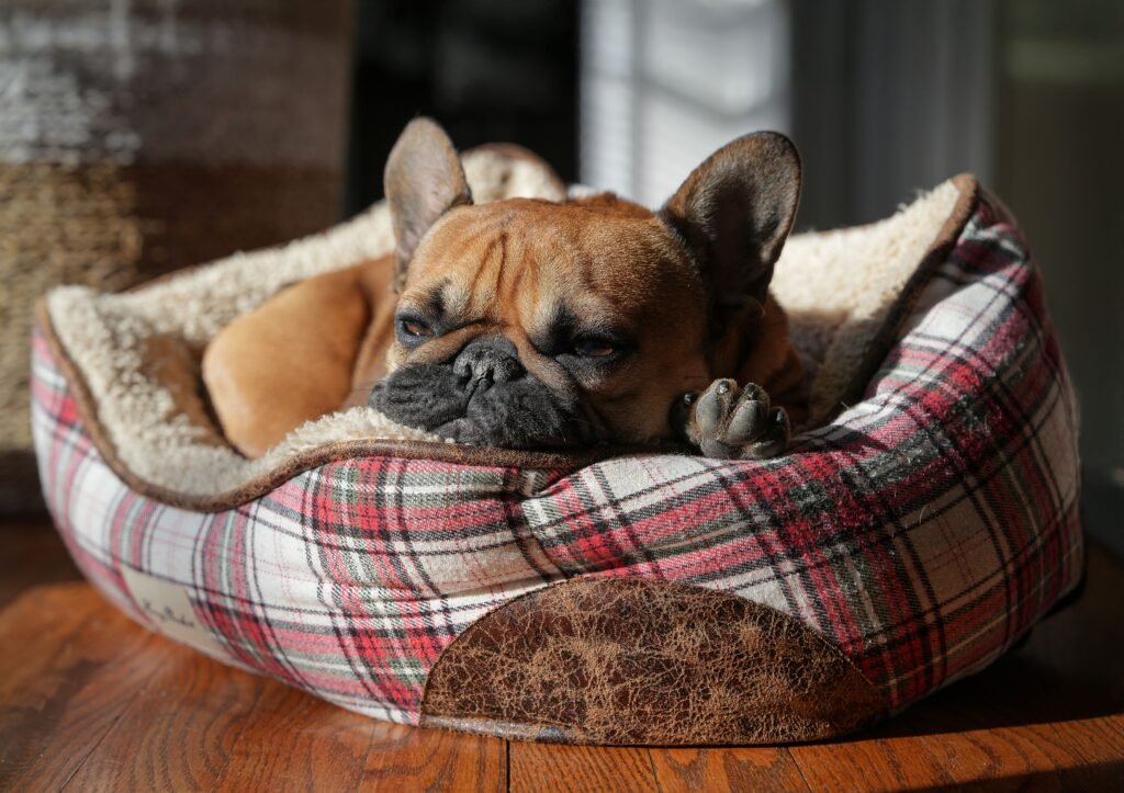 cachorro dormindo tranquilamente em cama fofinha
