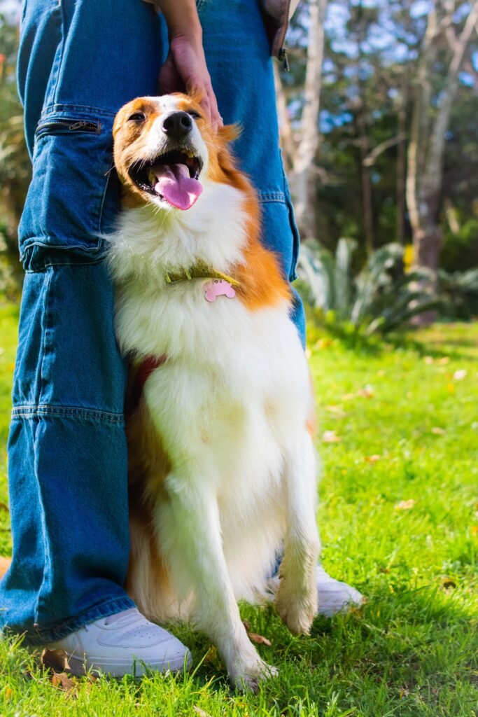 Cachorro encostado nas pernas do tutor durante um passeio no parque