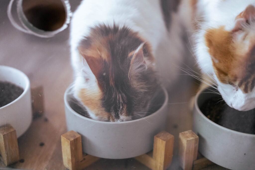 Gato comendo ração úmida em um pote