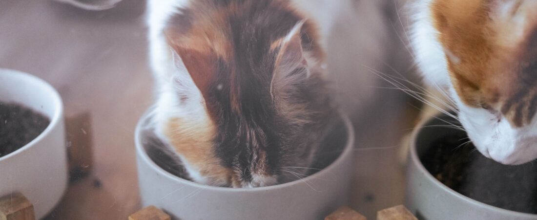 O Que Gato Pode Comer Além da Ração? Guia de Alimentos Seguros