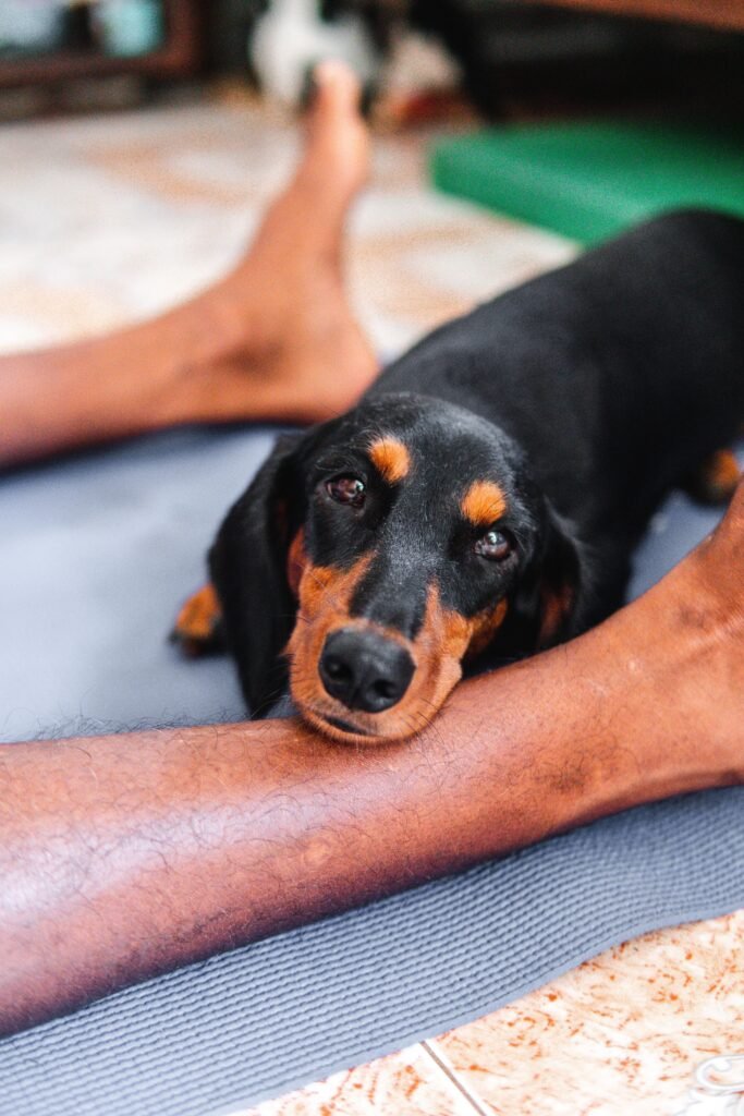 Cachorro encostando o corpo na perna do tutor em ambiente doméstico