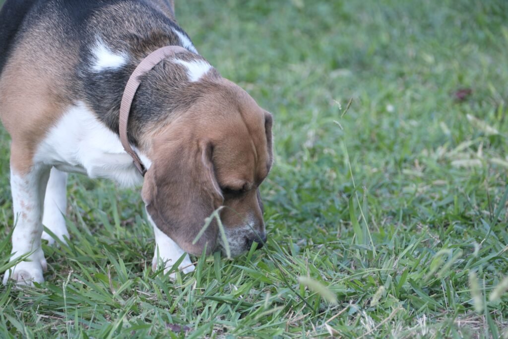 cachorro esfregando o focinho na grama do jardim