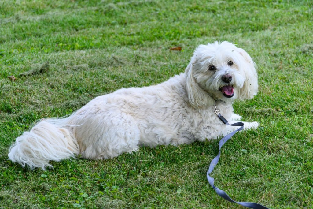 cachorro de pelo branco deitado relaxado na grama, com a boca aberta
