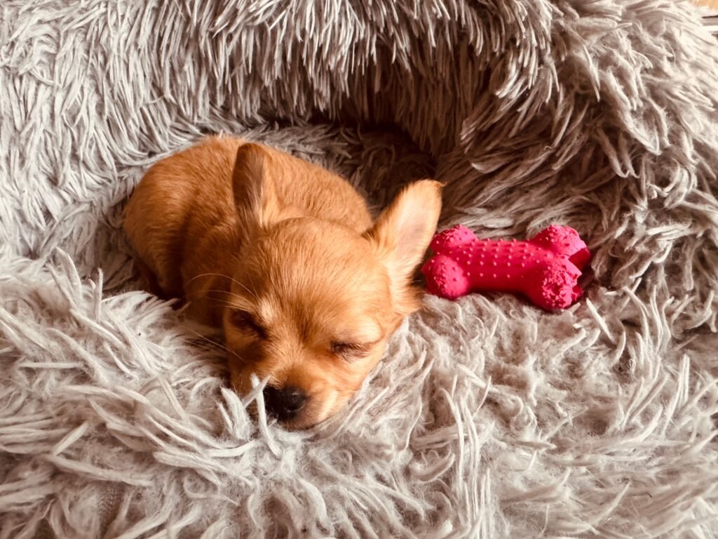  filhote de cachorro dormindo perto de brinquedos