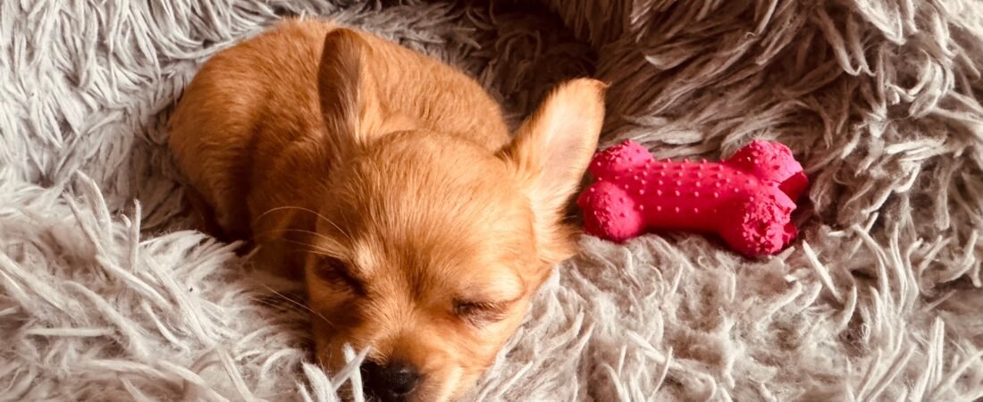 Cachorro Dorme Tanto: É Normal? Quando se Preocupar