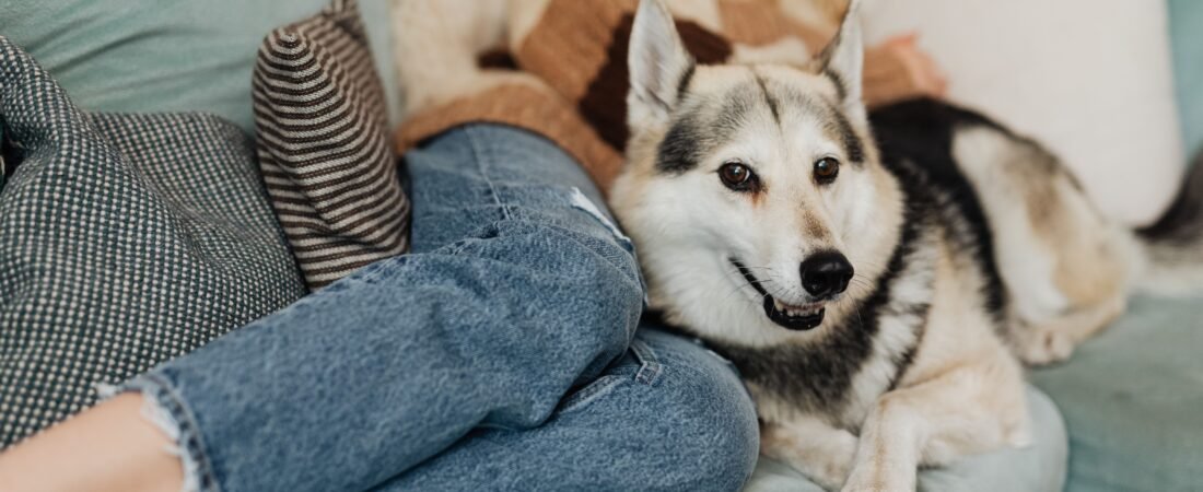 Por Que Cachorro Inclina o Corpo Para Você? Sinal de Confiança?