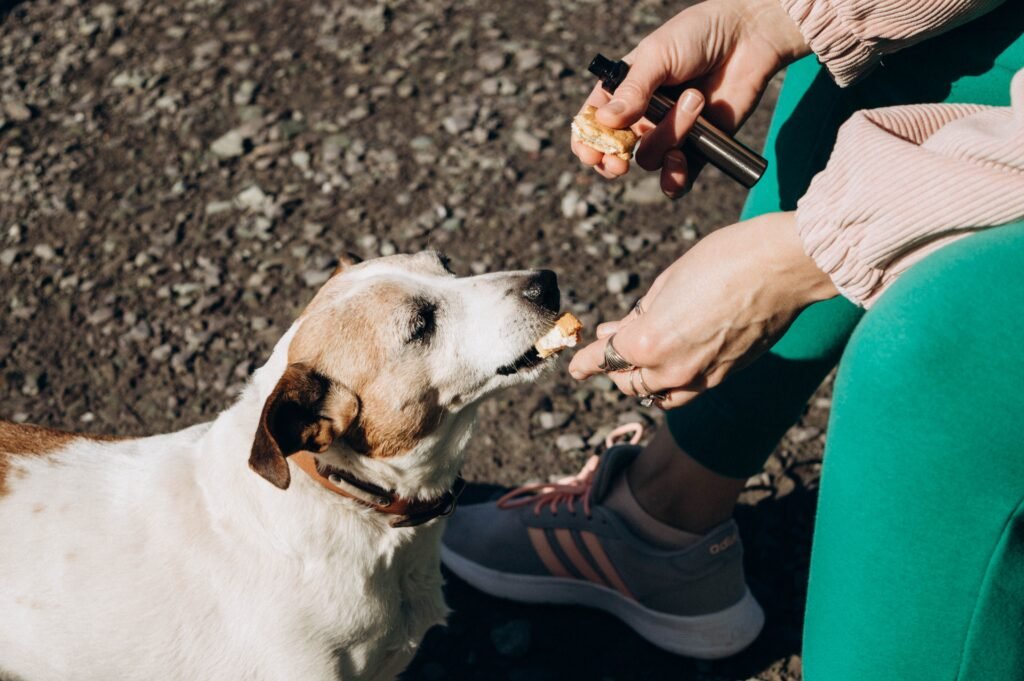 Cachorro recebendo petisco da mão do tutor ao ar livre