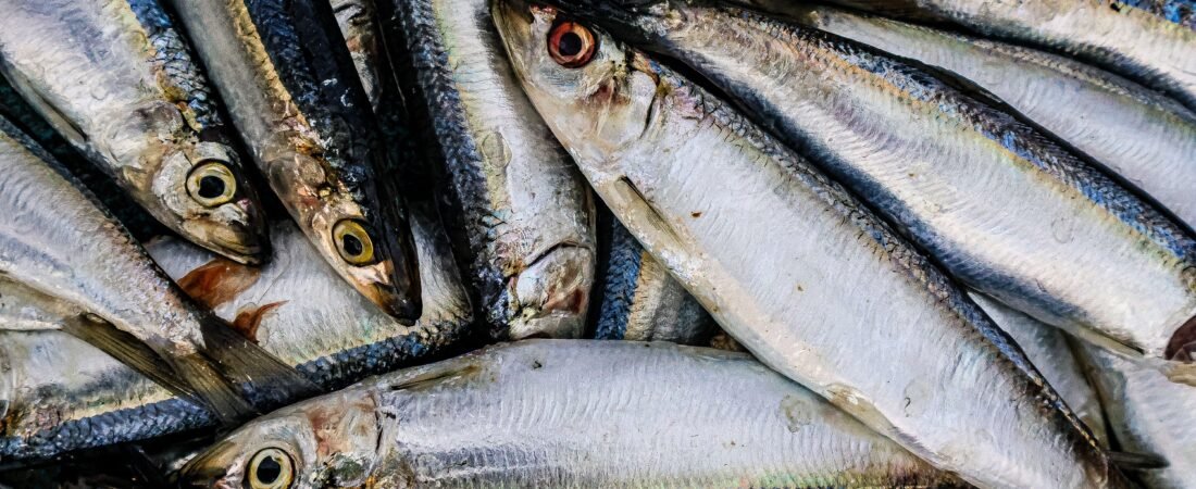 Cachorro Pode Comer Sardinha? Benefícios, Riscos e Como Oferecer