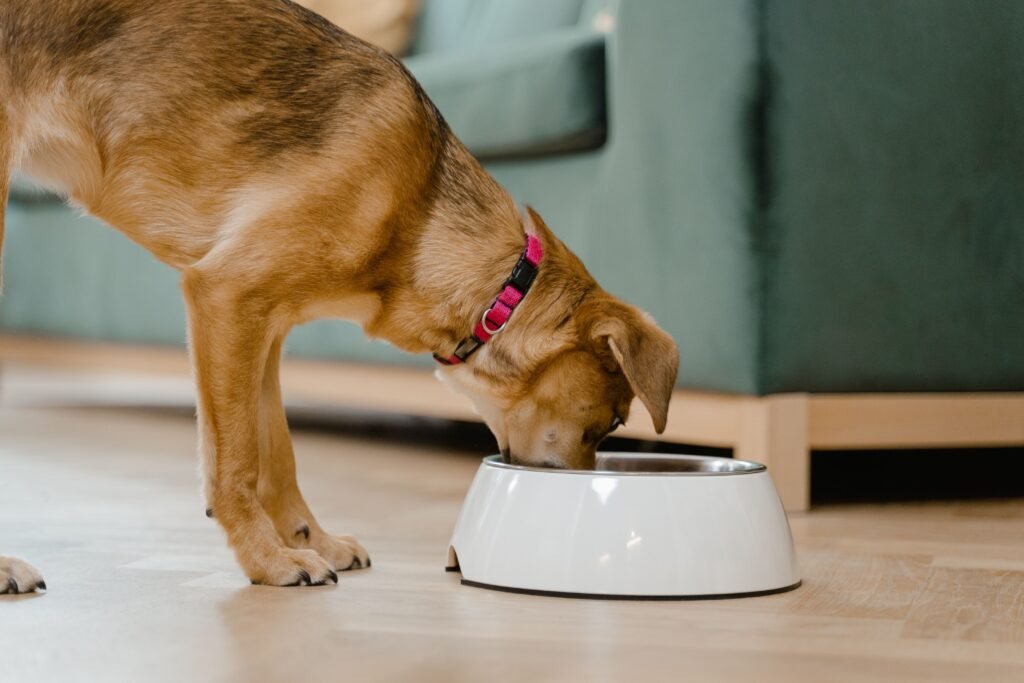 Cachorro comendo em uma tigela branca no chão da sala